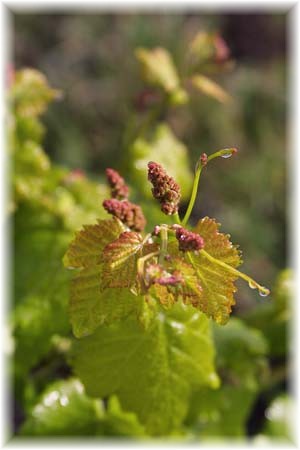 Apex de vigne